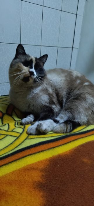 Кошечка ,3 года в добрые руки.