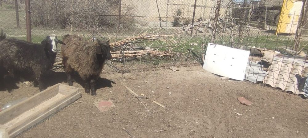 Екі шібіш сатылады