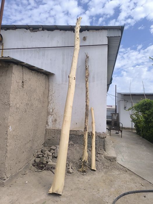 Aq terek bar satiladi