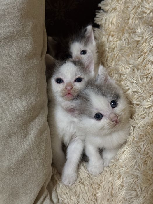 Отдаем котят в хорошие руки