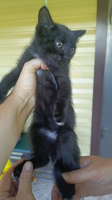 Котик мальчик.в добрые руки