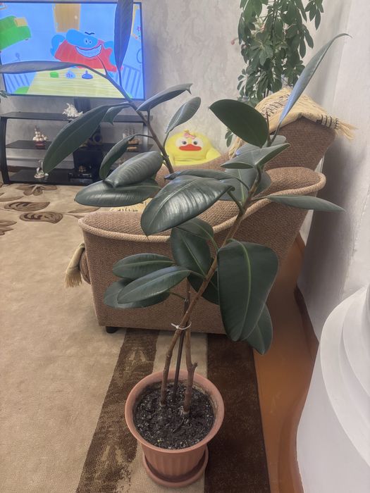 Продам цветы комнатные