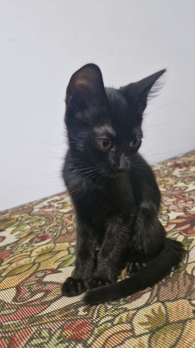 Pisicute spre adoptie