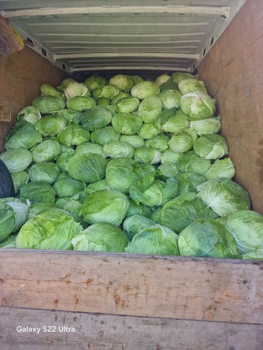 Vând varză plată și conopidă