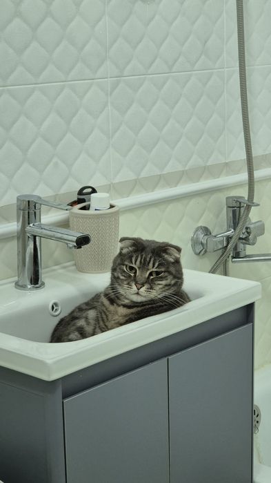 Вислоухая кошка бесплатно