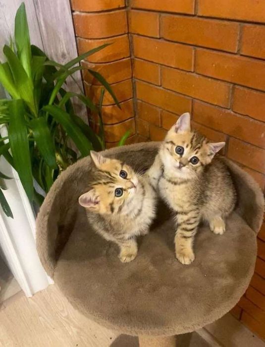 Прекрасные Котята