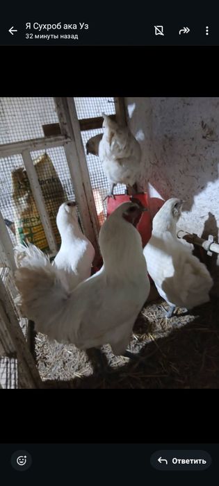 Инкубационные яйца