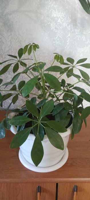 Продам комнатные растения,цветы