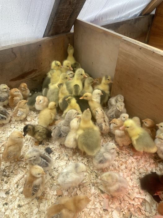 Vand boboci de gasca de 3 zile