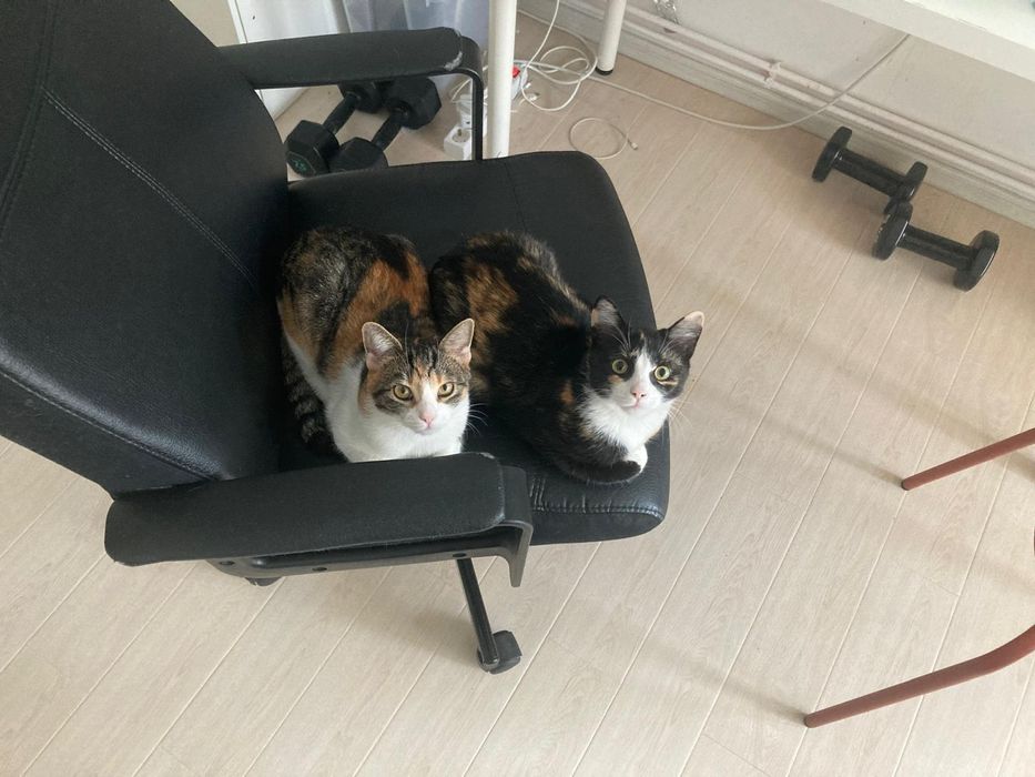 Pentru adoptie doua pisicute calico varsta 1 an