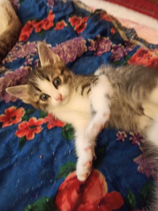 симпатичные котята ищут друга и хозяина