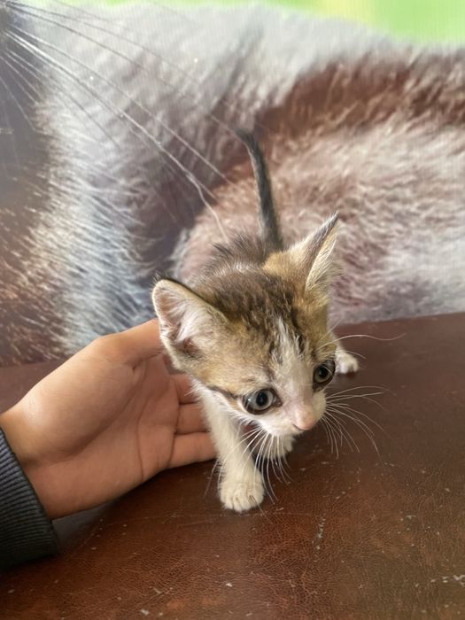 Котята бесплатно