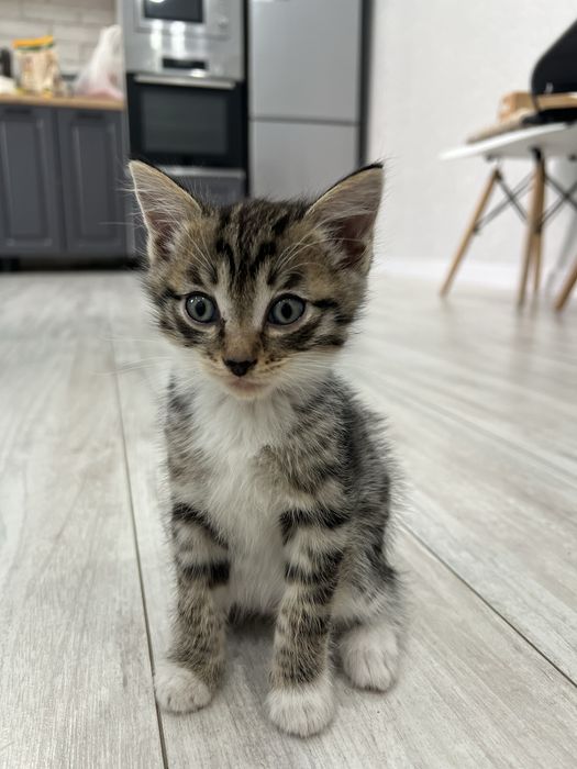 Отдам котят в добрые руки!