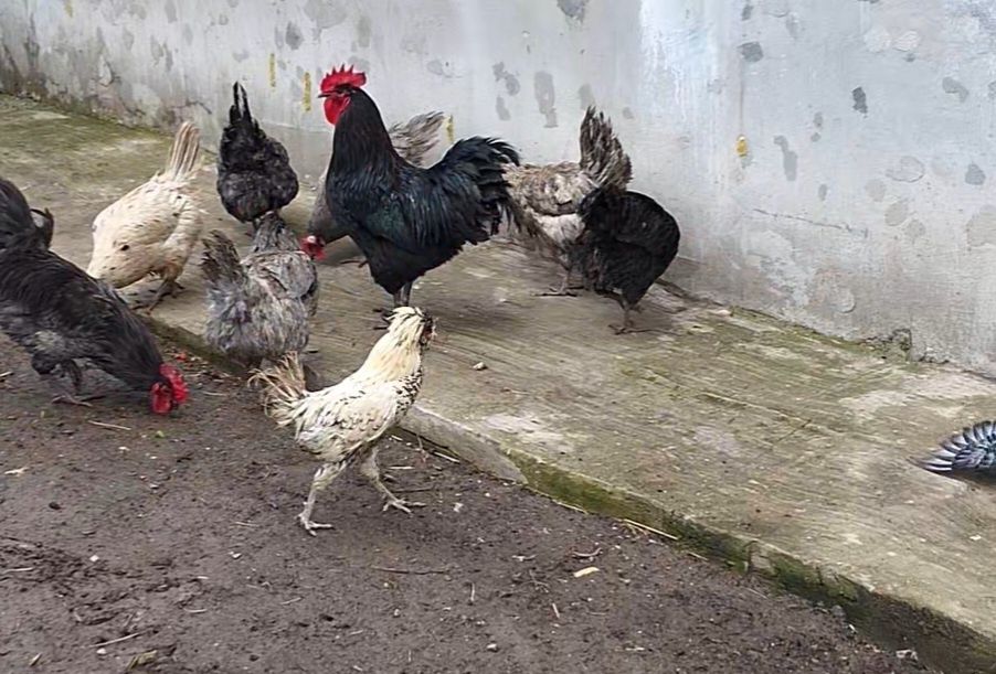 Australorp Gaini/Cocoși