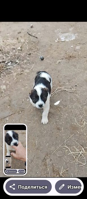 Таза Алабай кушик