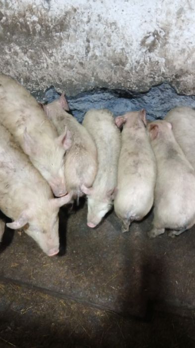 Поросята четыре месяца