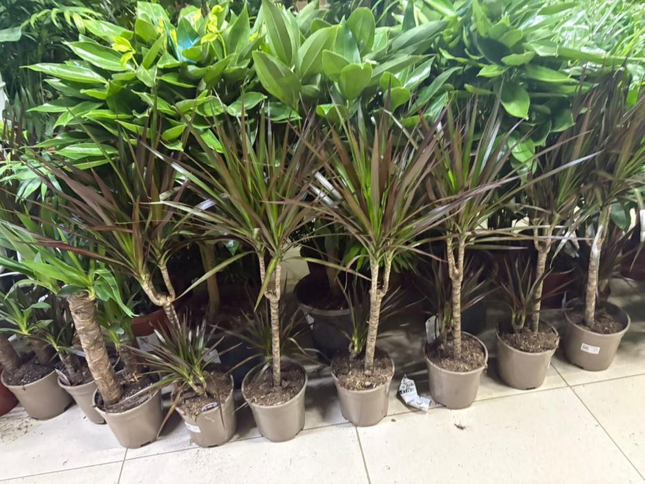 Растения недорогие