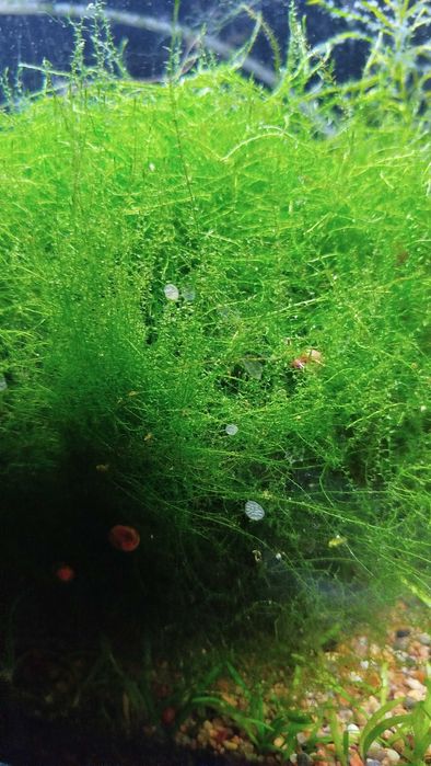 Аквариумный мох "Стринг"