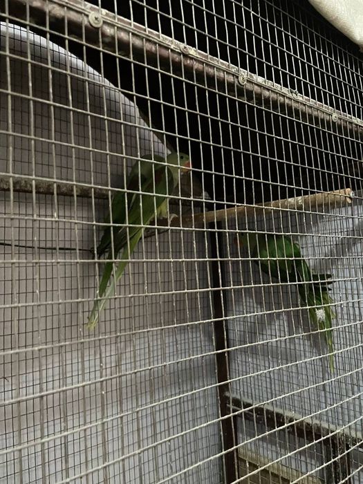 Toti aliksandir yirik qurilish sotiladi sirochniy