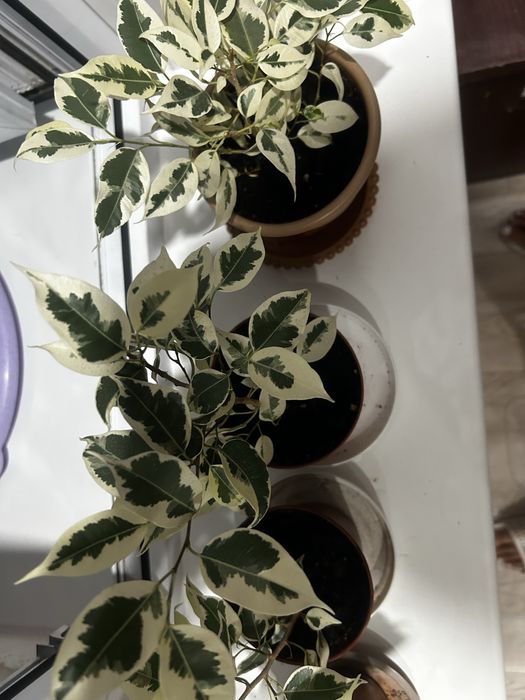 Продам фикус Бенжамина