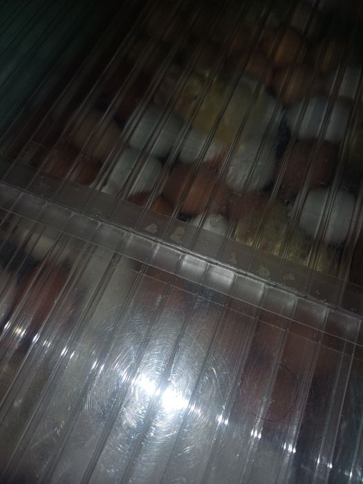 Үй тауық балапандар