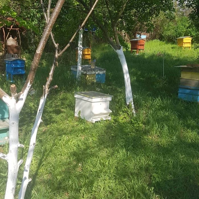 Пчелни отводки Дадан Блат и Лангстрот-Рут