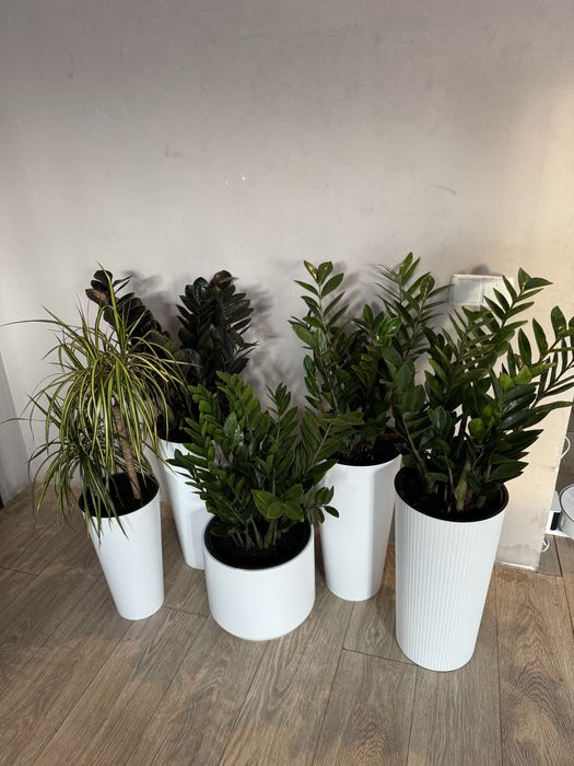 Доллар гул долларовое дерево цветы гулдер озеление