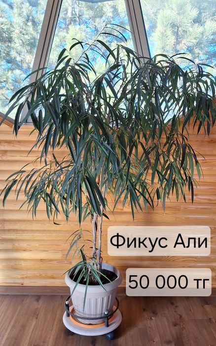 Комнатные растения