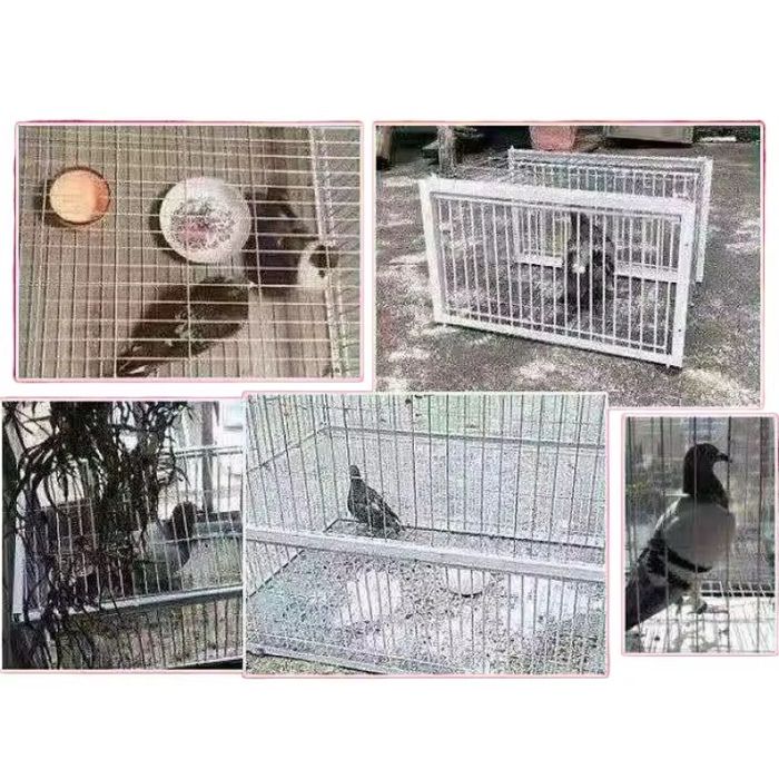 Складное ловушка клетка для птиц голуб