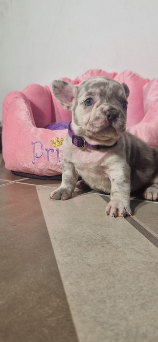 Bulldog Francez Lilac Merle
