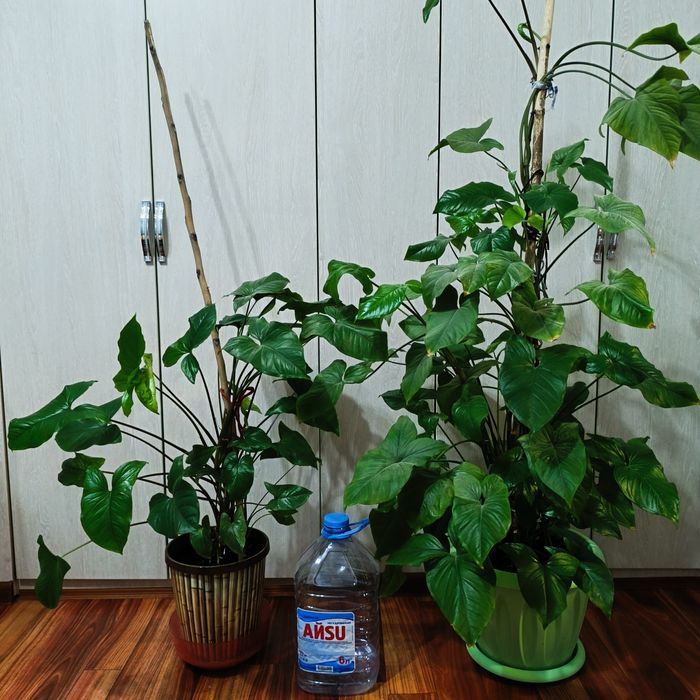 Комнатные растения -Сингониум