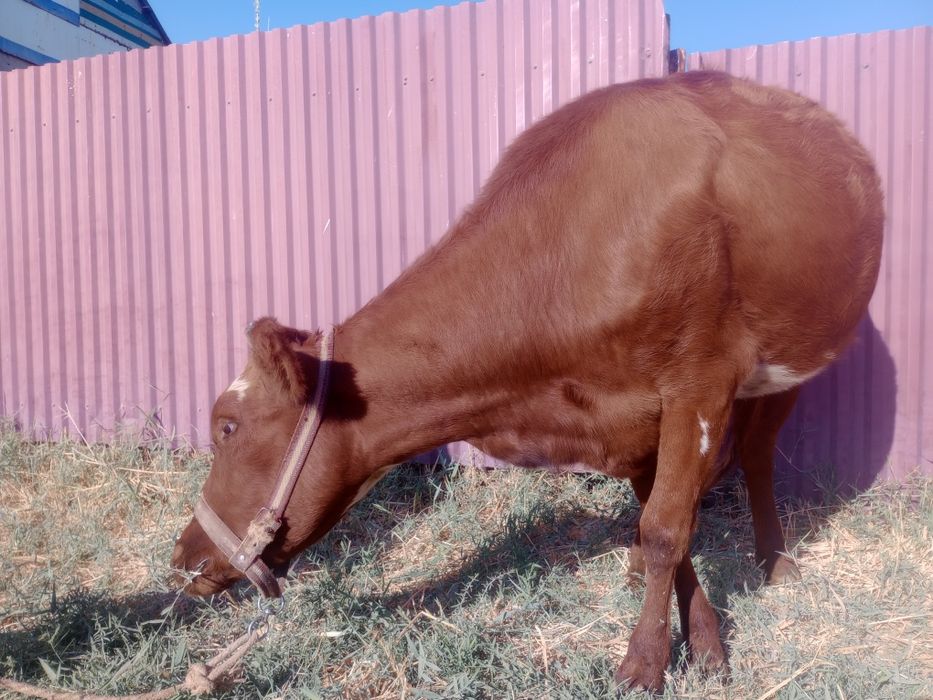 Sigir bug‘o‘z 6 oylik, 2-qirin.