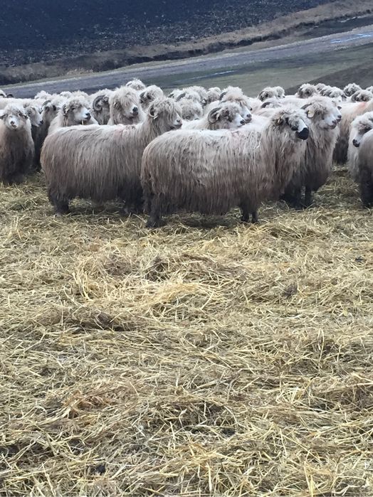 Vand oi turcane pe ales