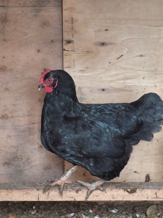 Тауыктар сатылады