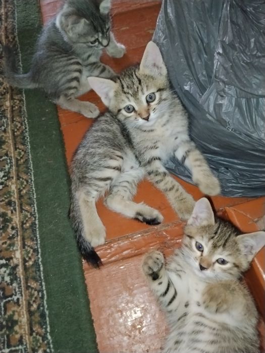 отдадим котят в хорошие руки!