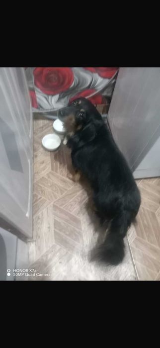 Найден пес. Ищем владельца!