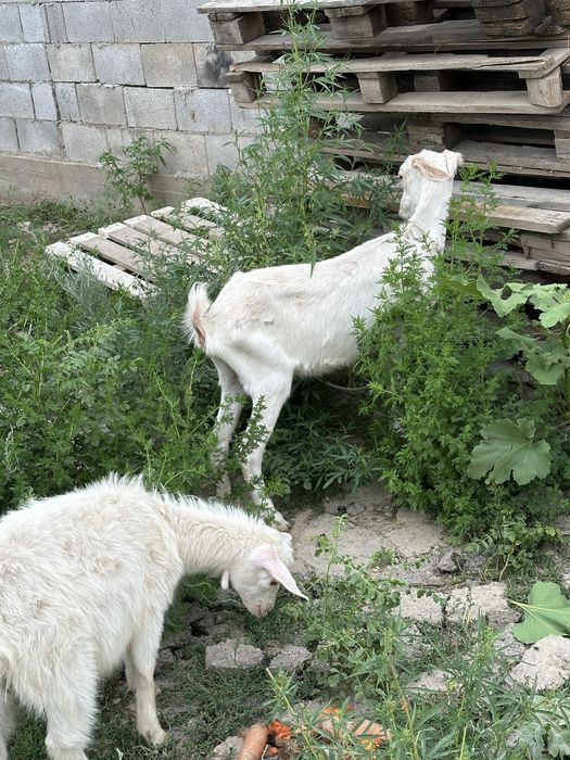 Лак и баласы(Коза и козленок)