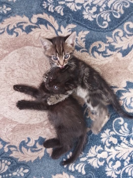 Отдам котят в добрые руки