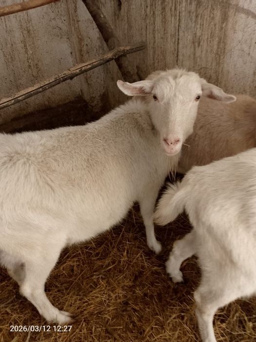 Арзан заанен сүтті ешкілері сатвлады