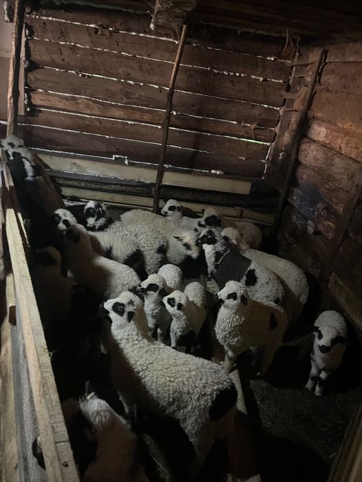 Vand oi ,detali in privat