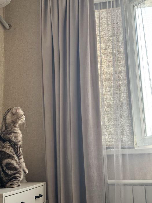 Отдам кота в хорошие руки