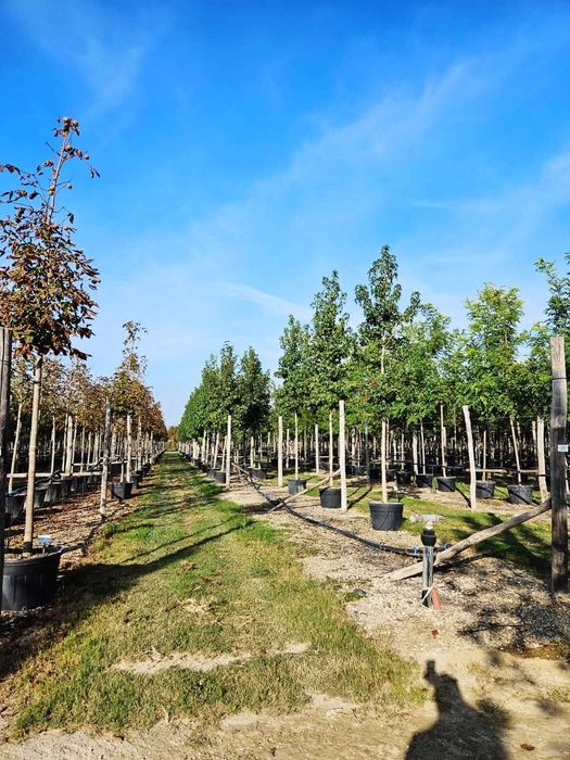 Plante Ornamentale Viguroase – Calitate Certificată