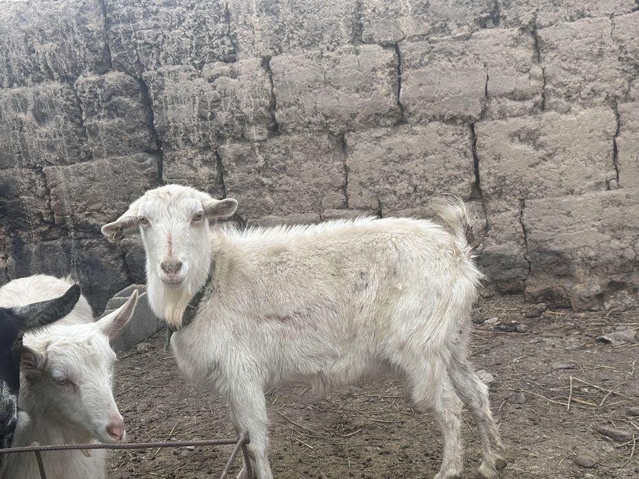 Орыс ешкі сатыладыхх