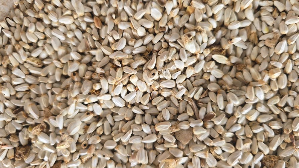 Максар , сафлор   сатылады