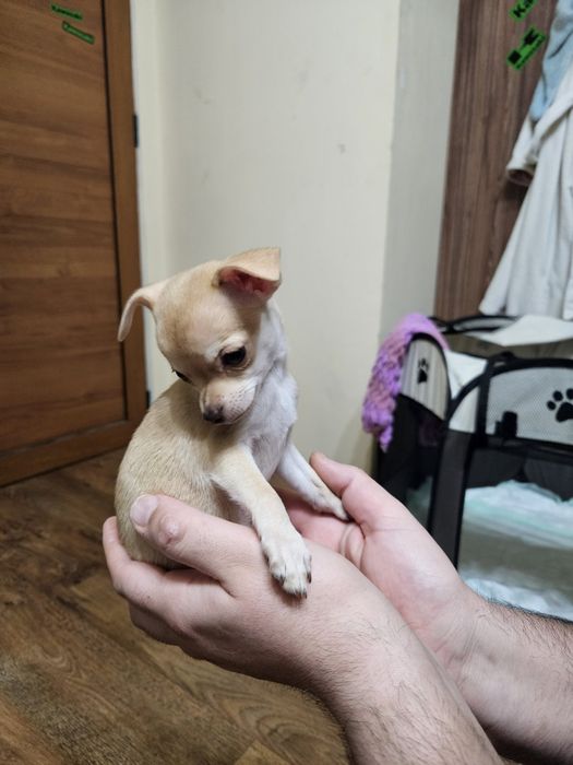 Кученца чихуахуа