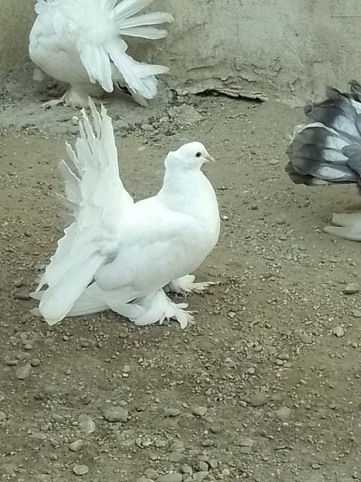 Porumbei voltați indieni