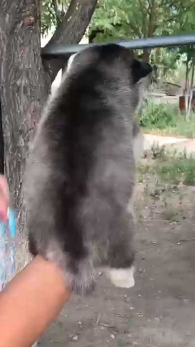 мальчик хаски с разным цветом глаз(АРЛЕКИН)