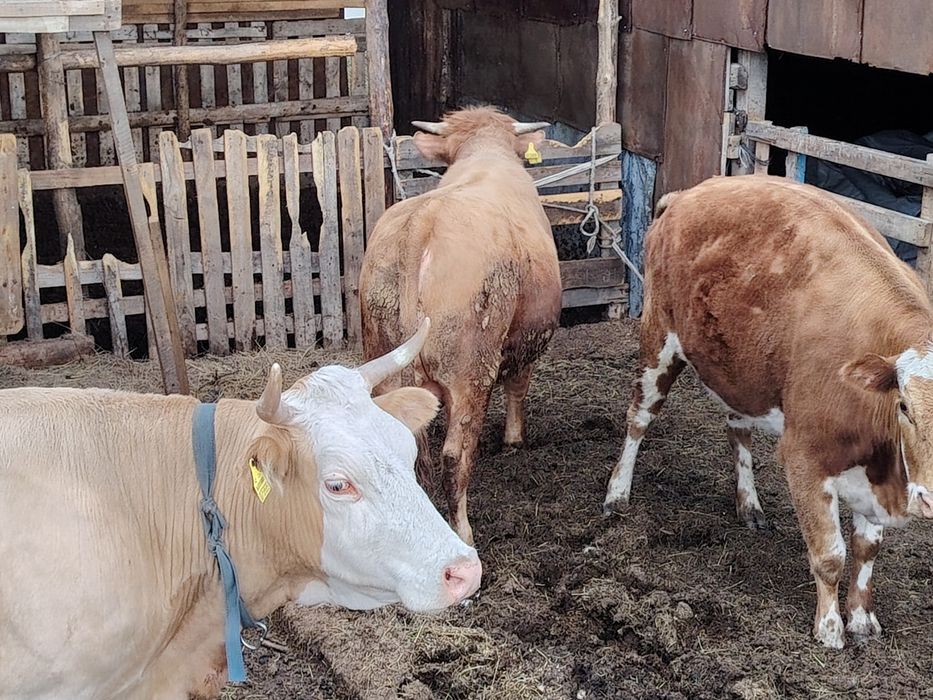 Бұқа сатылады 1жас 2ай