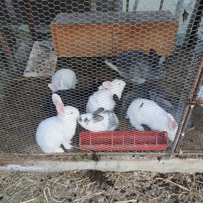 iepurași de vânzare