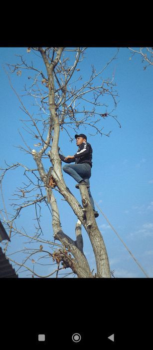 Обрезка деревьев Дарахт кесиш ва буталаш
